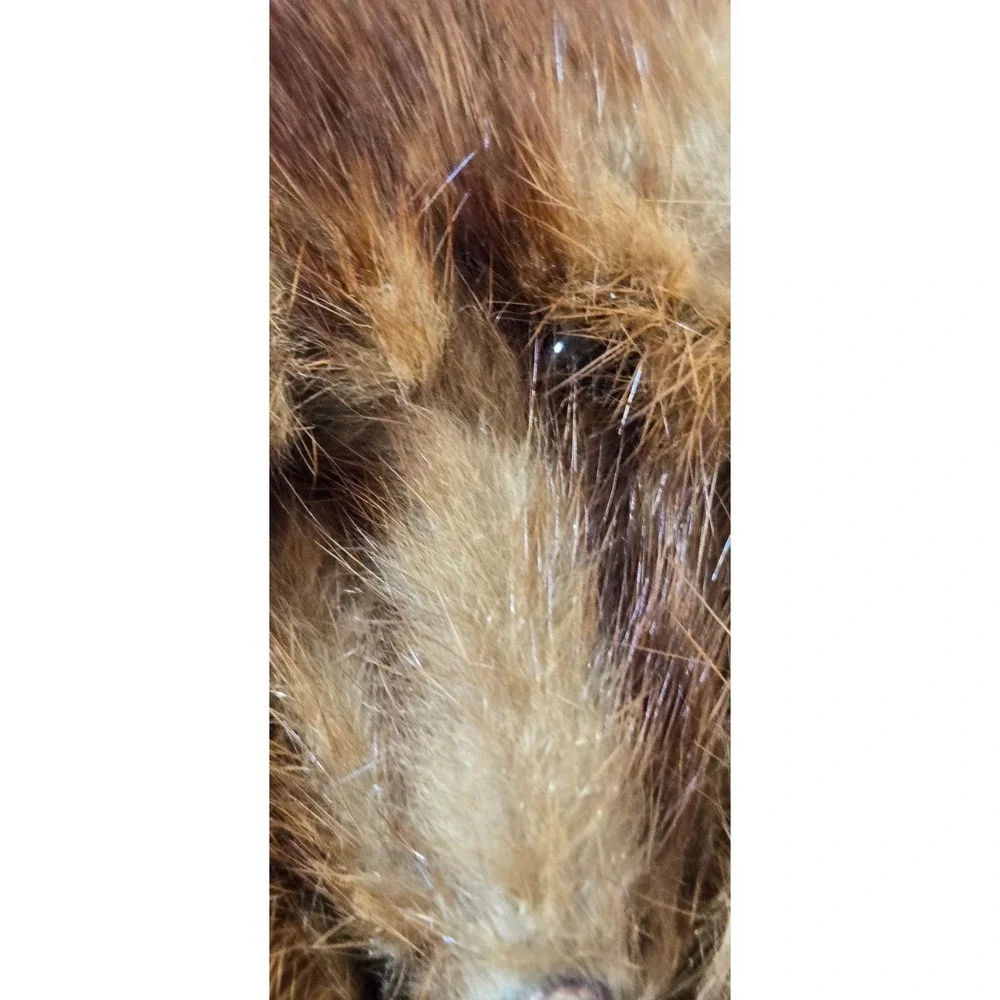 Large Brown 4 pelt Albrecht Furs St. Paul, Minnesota Sable Stole